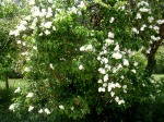 Lilo blanco (Syringa vulgaris alba)